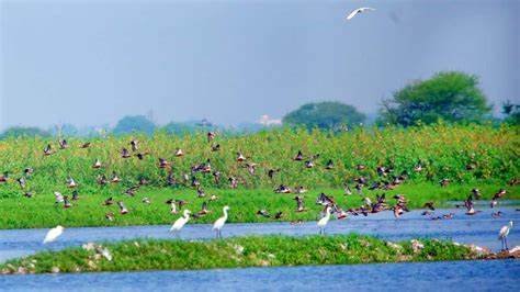 Sarsai Nawar Wetland